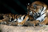 FZA0208A043 Siberische tijger / Panthera tigris altaica