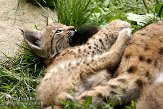 FZA0208A053 Euraziatische lynx / Lynx lynx