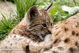 FZA0208A055 Euraziatische lynx / Lynx lynx