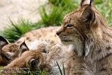 FZA0208A096 Euraziatische lynx / Lynx lynx