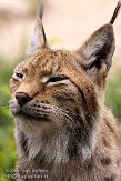 FZA0208A151 Euraziatische lynx / Lynx lynx