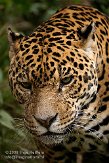 FZA0208A174 jaguar / Panthera onca