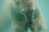 FZA0208A295 ijsbeer / Ursus maritimus