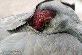 FZA01103719 Canadese kraanvogel / Grus canadensis