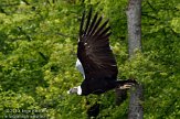 FZA01103951 Andescondor / Vultur gryphus