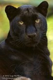 FZA01128310 panter / Panthera pardus