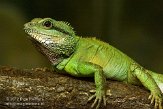 FZA01128333 groene wateragame / Physignathus cocincinus