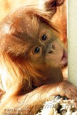 FZA01128371 Sumatraanse orang-oetan / Pongo abelii