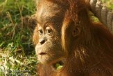 FZA01128381 Sumatraanse orang-oetan / Pongo abelii