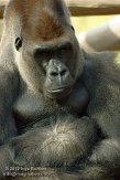 FZA01128426 westelijke laaglandgorilla / Gorilla gorilla gorilla