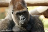 FZA01128427 westelijke laaglandgorilla / Gorilla gorilla gorilla