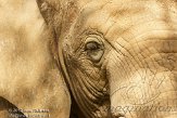FZA01128456 Zuid-Afrikaanse olifant / Loxodonta africana africana