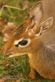 FZA01128469 Kirks dikdik / Madoqua kirkii