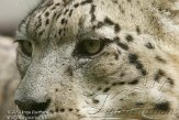 FZA01134728 sneeuwpanter /Panthera uncia