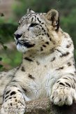 FZA01134743 sneeuwpanter /Panthera uncia