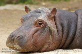 FZA01134753 nijlpaard / Hippopotamus amphibius