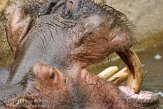FZA01134754 nijlpaard / Hippopotamus amphibius