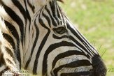 FZA01134785 Damara zebra / Equus quagga burchellii