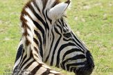 FZA01134787 Damara zebra / Equus quagga burchellii