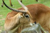 FZA01134794 Kafuelechwe / Kobus leche kafuensis