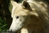 FZA01134833 wolf / Canis lupus