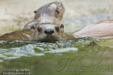 FZA01134848 Noord-Amerikaanse otter / Lontra canadensis