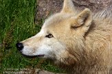 FZA01134881 wolf / Canis lupus