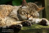 FZA01134882 Europese wilde kat / Felis silvestris silvestris