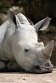 FZA01231517 witte neushoorn / Ceratotherium simum