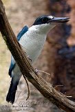 FZB01094740 witkraagijsvogel / Todiramphus chloris