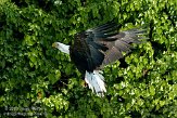 FZB01094821 Amerikaanse zeearend / Haliaeetus leucocephalus