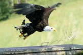 FZB01094822 Amerikaanse zeearend / Haliaeetus leucocephalus