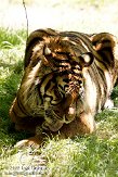 FZB01094893 Sumatraanse tijger / Panthera tigris sumatrae