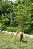 FZB01094936 Zuid-Afrikaanse olifant / Loxodonta africana africana