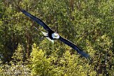 FZB01095011 Amerikaanse zeearend / Haliaeetus leucocephalus