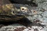 FZB01202532 komodovaraan / Varanus komodoensis