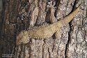 FZB01252071 Egyptische muurgekko / tarentola annularis