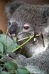 FZB01252098 Queensland koala / Phascolarctos cinereus adustus