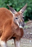 FBT01193043 rode reuzenkangoeroe / Macropus rufus