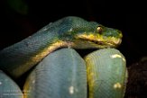 FBT01193102 groene boompython / Morelia viridis