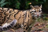 BPD02204210 nevelpanter / Neofelis nebulosa nebulosa