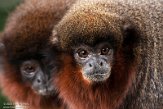 BPD02204233 rode titi / Callicebus cupreus