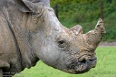 FCL01192561 witte neushoorn / Ceratotherium simum