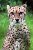 FCL01192600 jachtluipaard / Acinonyx jubatus