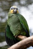 FCL01192662 oranjevleugelamazone / Amazona amazonica