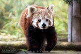 FZC01192960 rode panda / Ailurus fulgens