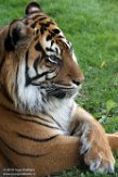FZC01193017 Sumatraanse tijger / Panthera tigris sumatrae