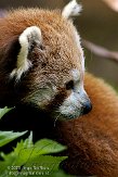 FBD01095189 rode panda / Ailurus fulgens