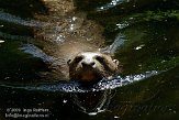 FBD01095384 reuzenotter / Pteronura brasiliensis