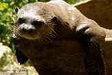 FBD01095393 reuzenotter / Pteronura brasiliensis